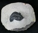 Nice Pseudocryphaeus (Cryphina) Trilobite - #20406-3